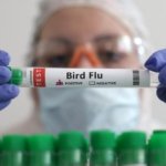 Australia Reports First H5 Bird Flu Case as Virus Reaches New Continent