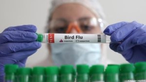 Australia Reports First H5 Bird Flu Case as Virus Reaches New Continent