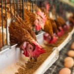 First Deadly Bird Flu Case Confirmed in Australia