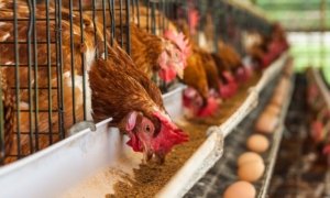 First Deadly Bird Flu Case Confirmed in Australia