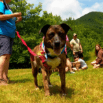 Heartwarming: How Shelter Dogs Are Finding Forever Homes by Teaching Hikers Crucial Trail Safety