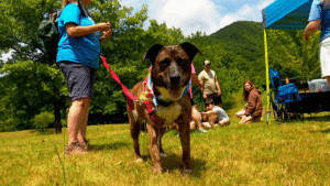 Heartwarming: How Shelter Dogs Are Finding Forever Homes by Teaching Hikers Crucial Trail Safety