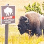 12-Year-Old Injured in Yellowstone Bison Attack: The Safety Rule You Need to Know
