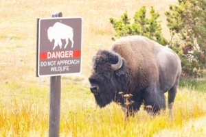 12-Year-Old Injured in Yellowstone Bison Attack: The Safety Rule You Need to Know