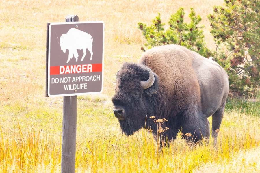 12-Year-Old Injured in Yellowstone Bison Attack: The Safety Rule You Need to Know
