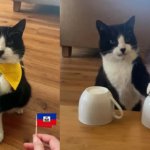 Purr-fect Prediction: Prophet Cat Nails 19 World Cup Matches