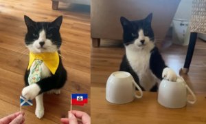 Purr-fect Prediction: Prophet Cat Nails 19 World Cup Matches