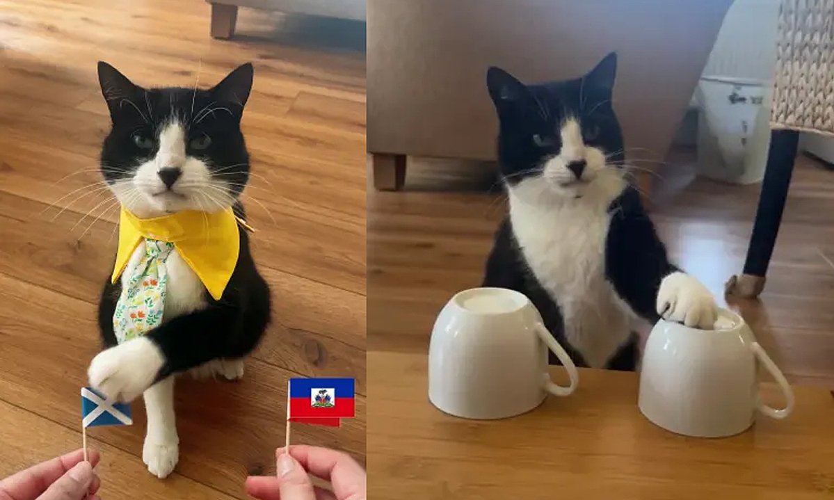 Purr-fect Prediction: Prophet Cat Nails 19 World Cup Matches