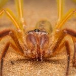 Camel Spiders Chase Humans for a Simple Reason