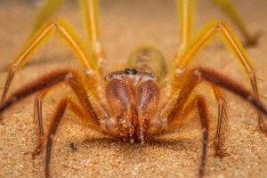 Camel Spiders Chase Humans for a Simple Reason