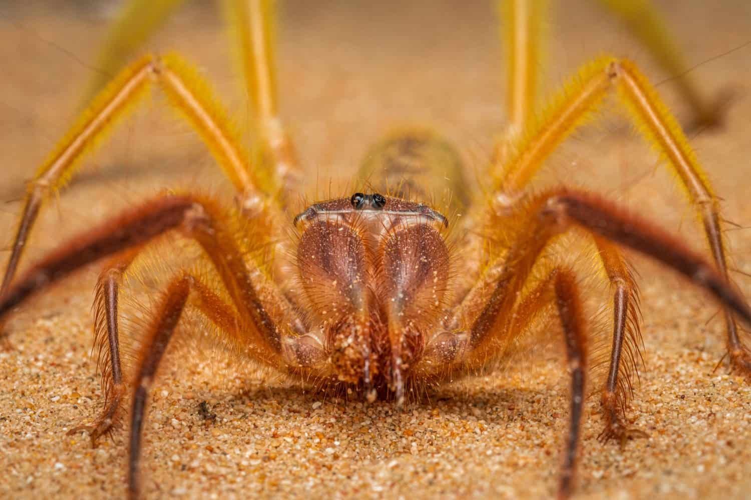 Camel Spiders Chase Humans for a Simple Reason