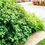 How to Trim Overgrown Shrubs Without Damaging Your Lawn