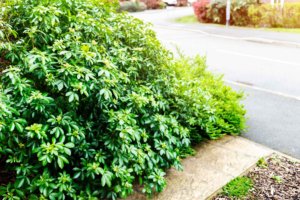 How to Trim Overgrown Shrubs Without Damaging Your Lawn