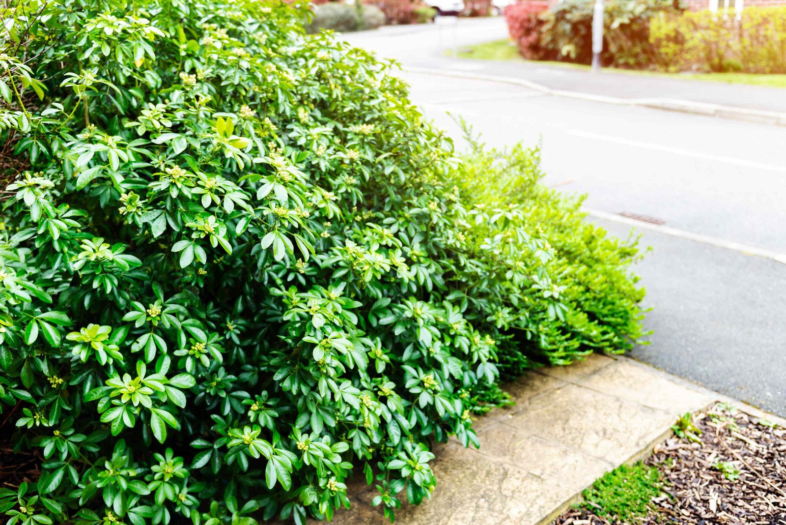 How to Trim Overgrown Shrubs Without Damaging Your Lawn