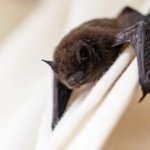 Utah Health Officials Issue Urgent Rabies Warning After Deadly Virus Found in Local Bat