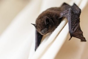 Utah Health Officials Issue Urgent Rabies Warning After Deadly Virus Found in Local Bat