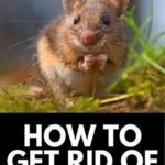 Quick Rat Removal from Walls