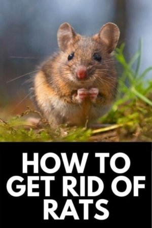 Quick Rat Removal from Walls
