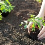 Citrus Peels in Tomato Gardens: A Smart Garden Hack?