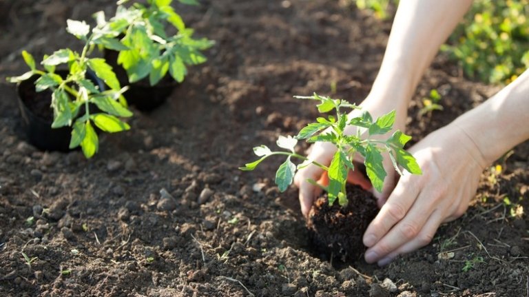 Citrus Peels in Tomato Gardens: A Smart Garden Hack?