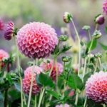 3 Crucial July Tasks Your Dahlias Need Right Now for Massive Blooms