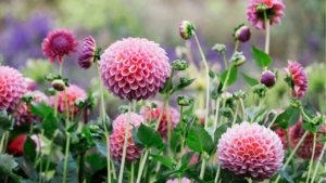 3 Crucial July Tasks Your Dahlias Need Right Now for Massive Blooms