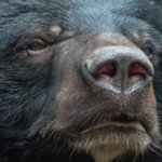 Black Bears on the Rise: Two Reasons for Summer Surge