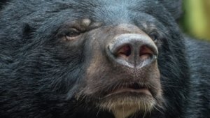 Black Bears on the Rise: Two Reasons for Summer Surge