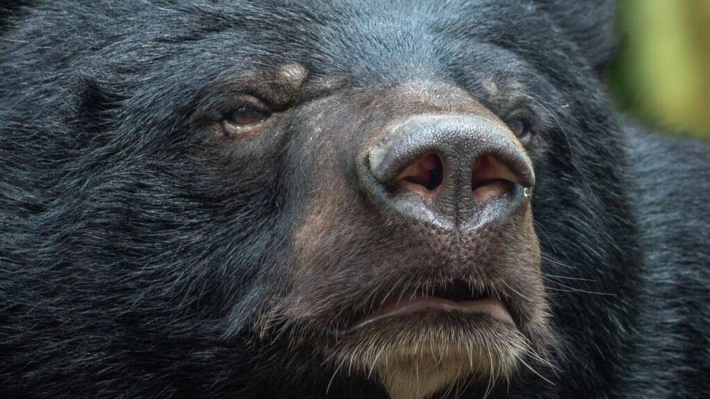 Black Bears on the Rise: Two Reasons for Summer Surge