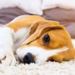 Dog health alerts: 10 warning signs and immediate actions