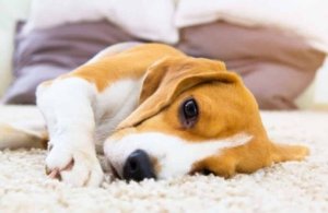 Dog health alerts: 10 warning signs and immediate actions