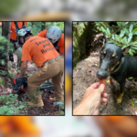Dog survives 65-foot cliff fall, saved alive