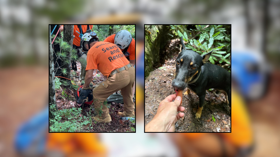 Dog survives 65-foot cliff fall, saved alive