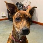 Rescue Dog Warns Owner of Fire Days After Being Adopted