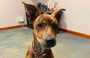 Rescue Dog Warns Owner of Fire Days After Being Adopted
