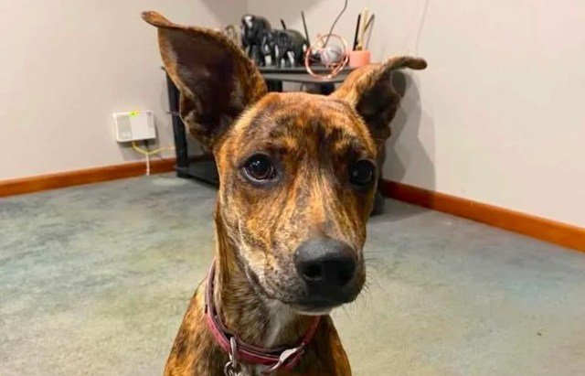 Rescue Dog Warns Owner of Fire Days After Being Adopted
