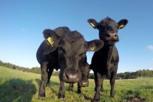 Watch How Singing to Cows Turns Them Into Happy Puppies