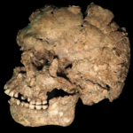 A Man Survived a Stone Blade to the Face 100,000 Years Ago