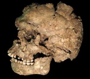 A Man Survived a Stone Blade to the Face 100,000 Years Ago