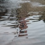 Drained Reflecting Pool Sparks New Concerns