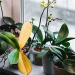 Why Your Orchid Only Grows Leaves and Roots—and How to Make It Bloom Again