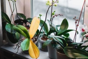 Why Your Orchid Only Grows Leaves and Roots—and How to Make It Bloom Again