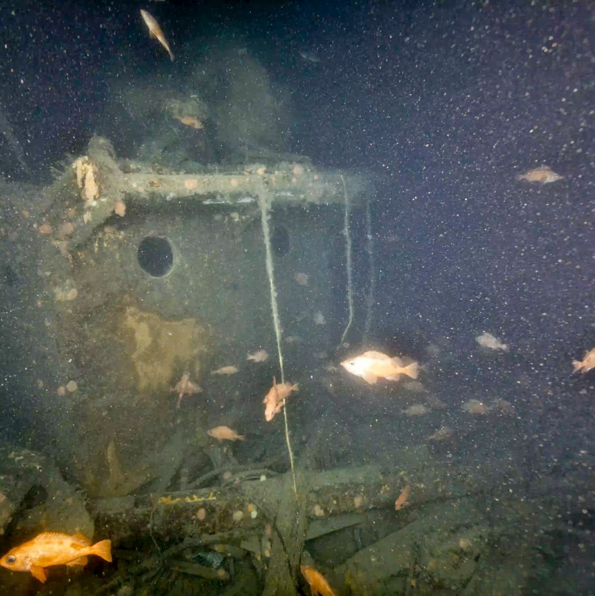 First Photo of Shackleton’s Shipwreck in Remarkable Condition After 100 Years