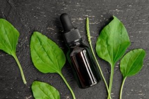 Best natural plants to quickly relieve mosquito bites