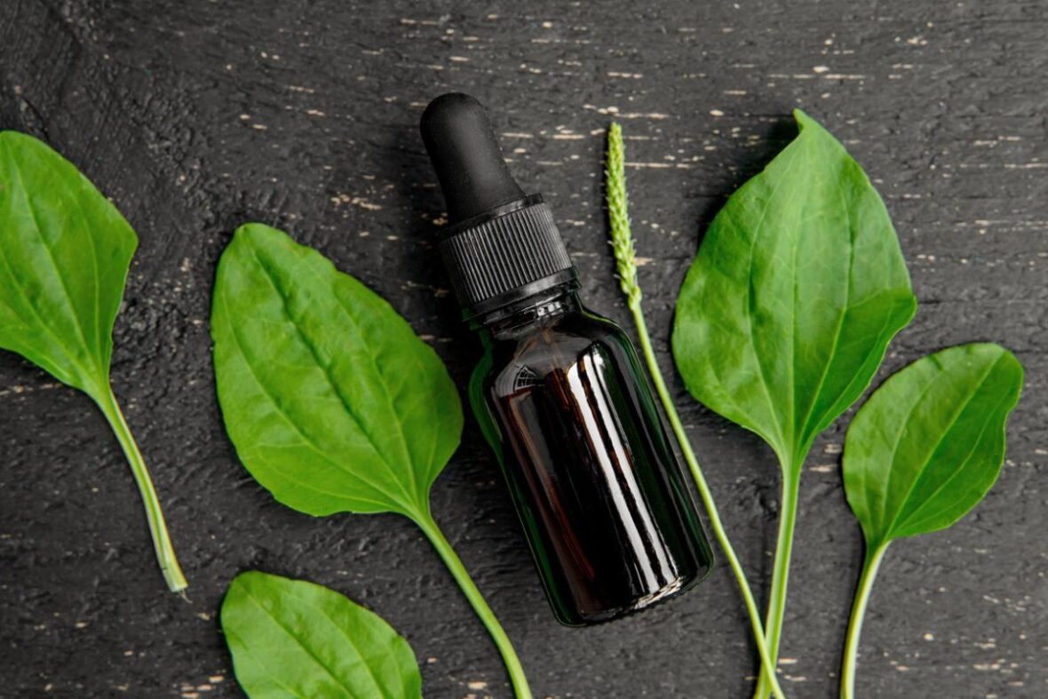 Best natural plants to quickly relieve mosquito bites