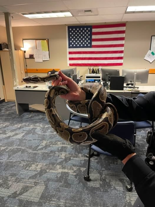 Did Your Snake Go Missing? Auburn PD Might Know