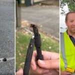 New Zealand Tracks Invasive Hornets to Uncover Hidden Nests