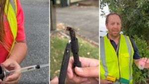 New Zealand Tracks Invasive Hornets to Uncover Hidden Nests
