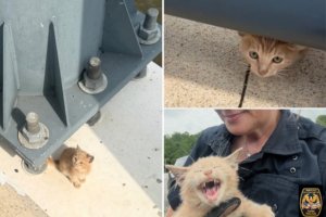 Cat saved after being thrown from bridge on moving vehicle
