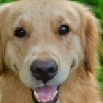 Golden Retriever Adores Her New Hat